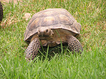 Sally the desert tortoise